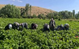 Fasulyede hasat maratonu başladı