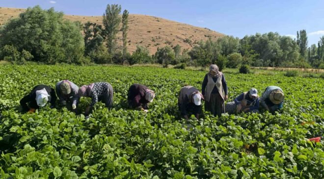Fasulyede hasat maratonu başladı