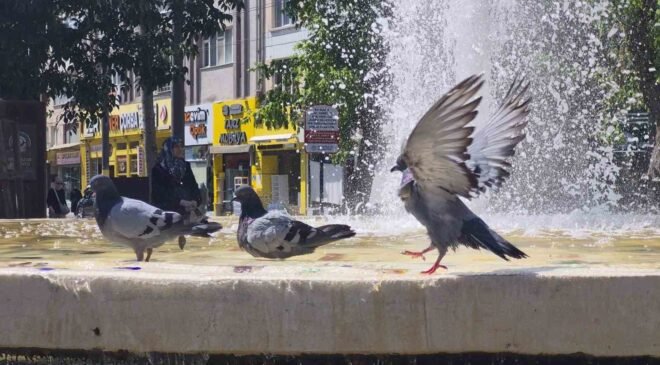Fıskiyelerin altında kanat çırparak doyasıya serinlediler