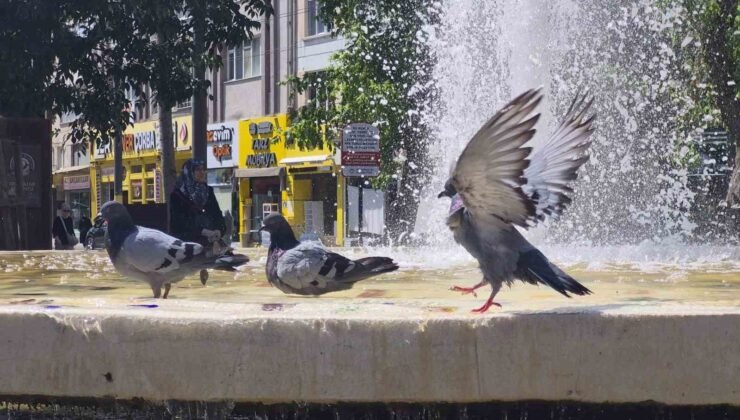 Fıskiyelerin altında kanat çırparak doyasıya serinlediler