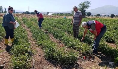 Gediz’de hasat öncesi domateslerde gıda güvenliği denetimi