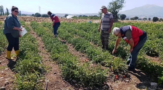 Gediz’de hasat öncesi domateslerde gıda güvenliği denetimi