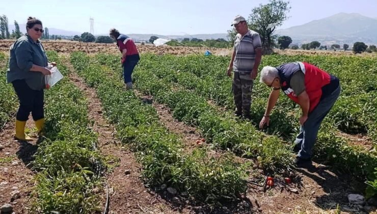 Gediz’de hasat öncesi domateslerde gıda güvenliği denetimi