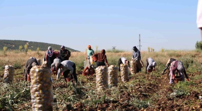 Hasadı başlayan patates fiyatıyla üreticilerin yüzünü güldürdü