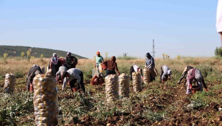 Hasadı başlayan patates fiyatıyla üreticilerin yüzünü güldürdü