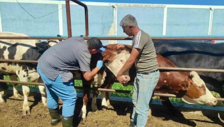 Hayvan sağlığının korunmasına yönelik çalışmalar sürüyor