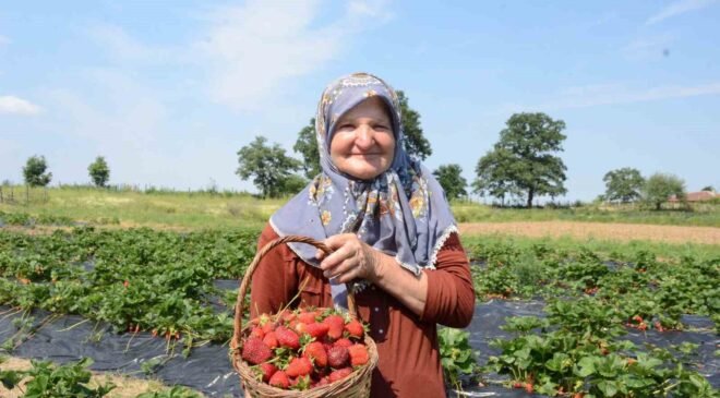 Hobi olarak 2 dönümde başladı, üretimi şimdi 42 dönüme çıktı