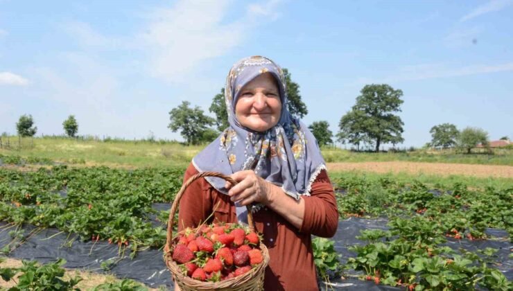 Hobi olarak 2 dönümde başladı, üretimi şimdi 42 dönüme çıktı