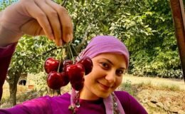 İhracatlık kirazda hasat dönemi başladı