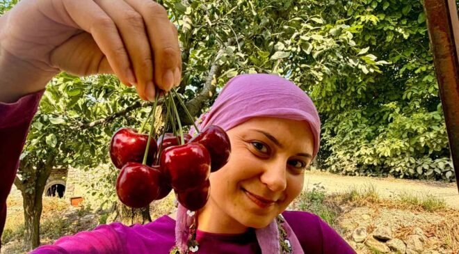 İhracatlık kirazda hasat dönemi başladı