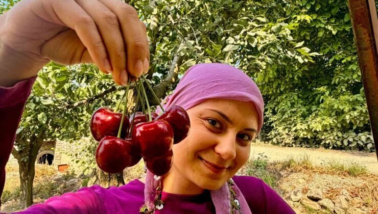 İhracatlık kirazda hasat dönemi başladı