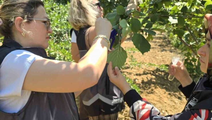 Kahverengi kokarcaya karşı samuray arısı doğaya salındı