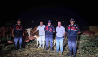 Kayıp büyükbaş hayvan jandarma tarafından bulundu