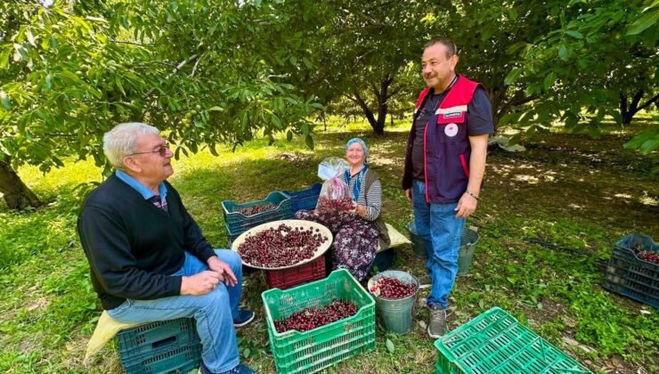Kiraz bahçelerinde hasat öncesi pestisit denetimi