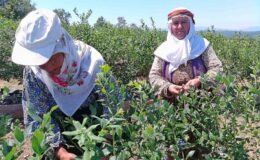Kurak arazi devlet desteğiyle bereketli topraklara dönüştü