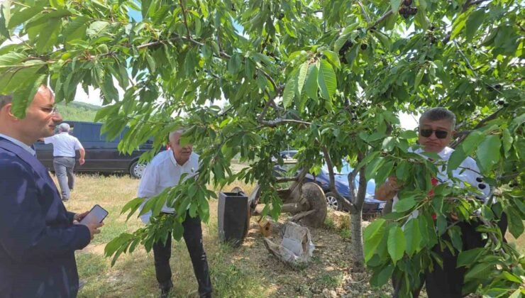 Kütahya Şaphane’de kiraz hasadı başladı