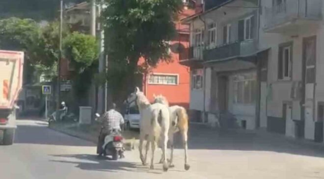 Kütahya’da atları motosikletine bağlayarak ilerleyen sürücü kameraya yansıdı