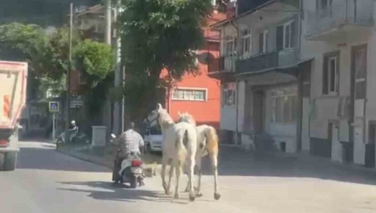 Kütahya’da atları motosikletine bağlayarak ilerleyen sürücü kameraya yansıdı