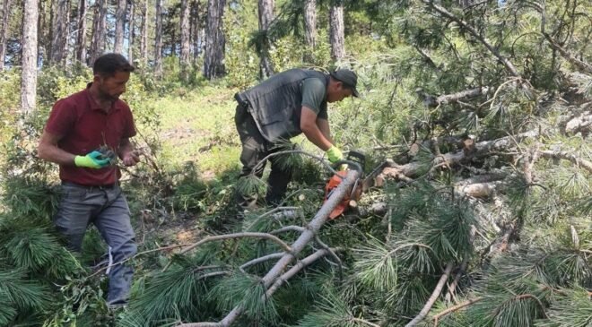 Kütahya’da karaçam ormanları için “Bol Tohum Yılı” müjdesi