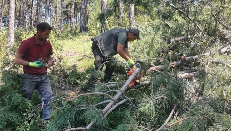 Kütahya’da karaçam ormanları için “Bol Tohum Yılı” müjdesi
