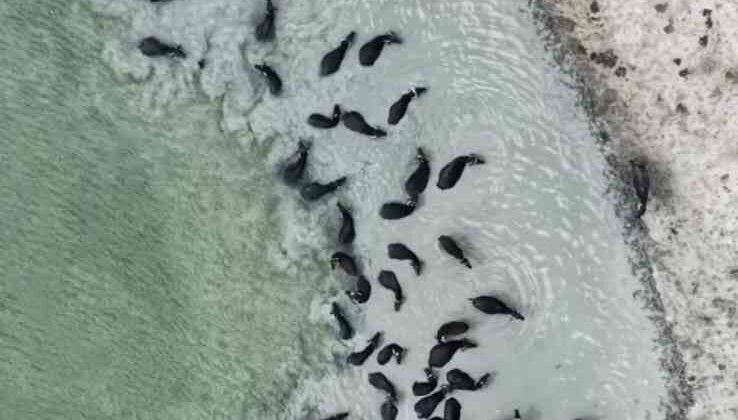 Kütahya’da mandaların serinlik molası havadan işte böyle görüntülendi