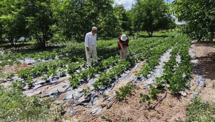 Kütahya’da nohut ve barbunya demonstrasyon alanlarında inceleme