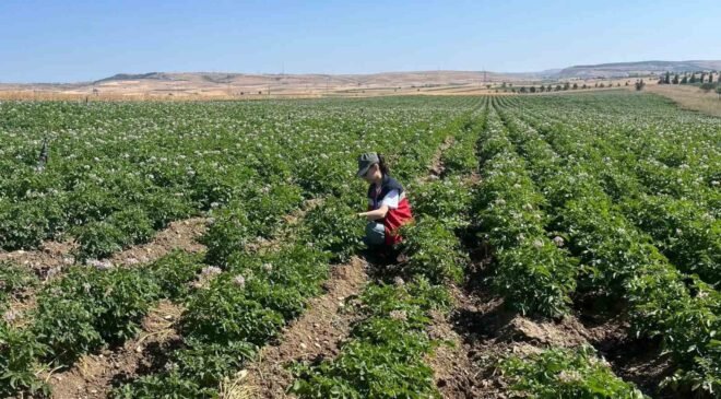 Kütahya’da patates tarlalarında bitki pasaportu denetimleri başladı