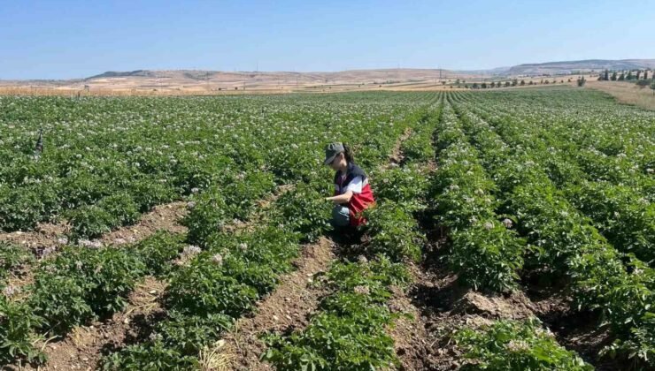 Kütahya’da patates tarlalarında bitki pasaportu denetimleri başladı