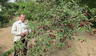 Kütahyalı vişne üreticileri taban fiyat ve fiyat istikrarı istiyor