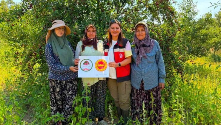 Şaphane vişnesi için tescil çalışmaları sürüyor