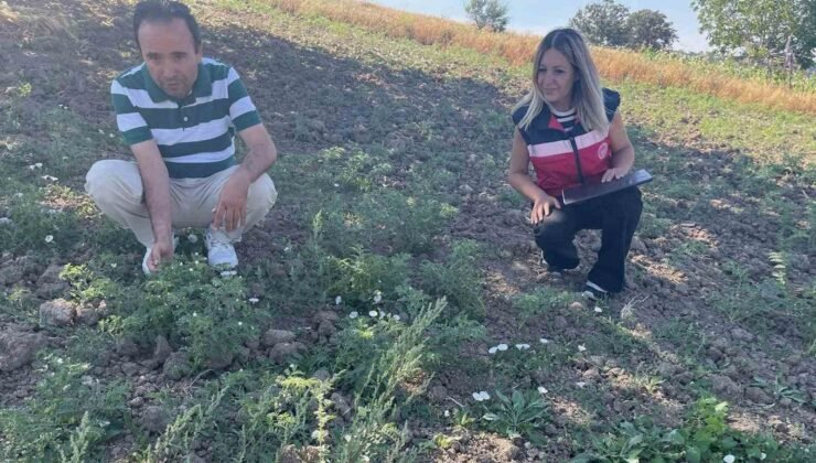 Simav’da TAKE Projesi kapsamındaki nohut üretimi yerinde incelendi