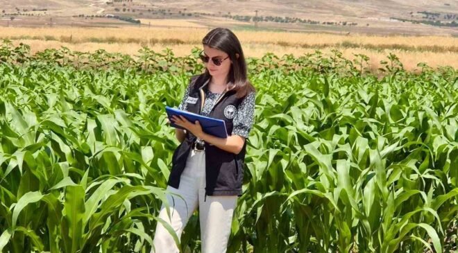 Şuhut’ta yem bitkileri ekili alanlarda saha çalışmaları devam ediyor