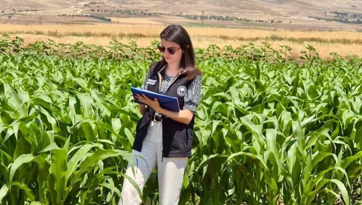 Şuhut’ta yem bitkileri ekili alanlarda saha çalışmaları devam ediyor