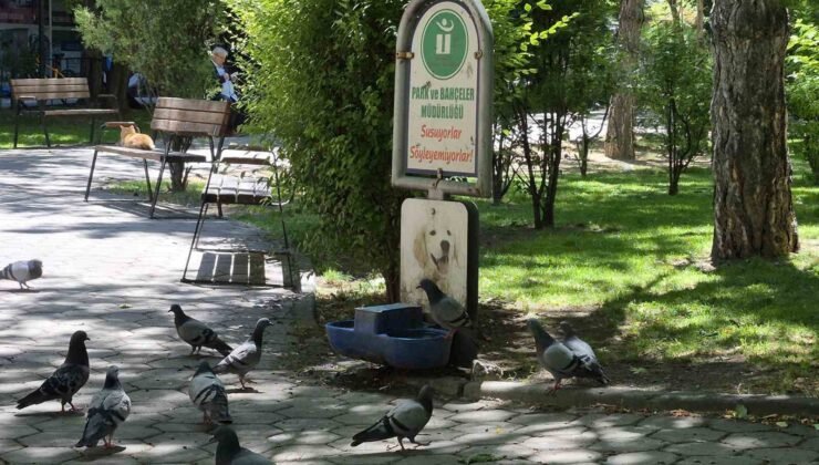Susayan onlarca güvercin, köpekler için konulan suyu içti