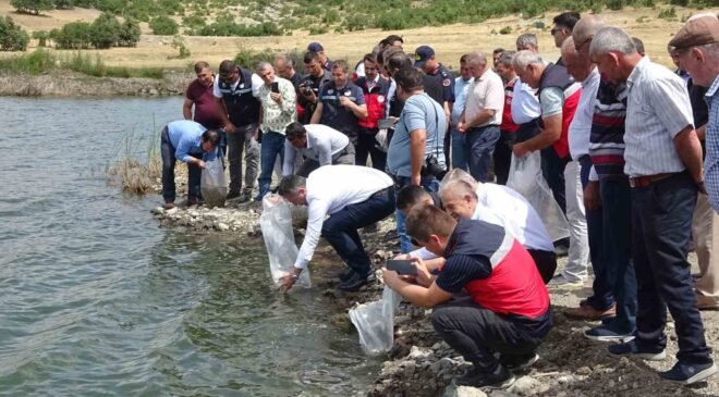 Tavşanlı göletlerine 123 bin yavru sazan bırakıldı