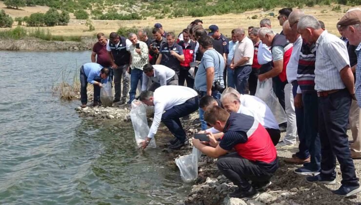 Tavşanlı göletlerine 123 bin yavru sazan bırakıldı
