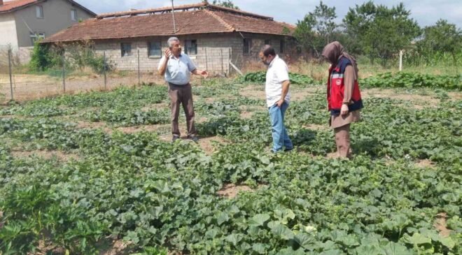 Tavşanlı’da tarım arazileri ve seralarda hastalık kontrolleri sürüyor