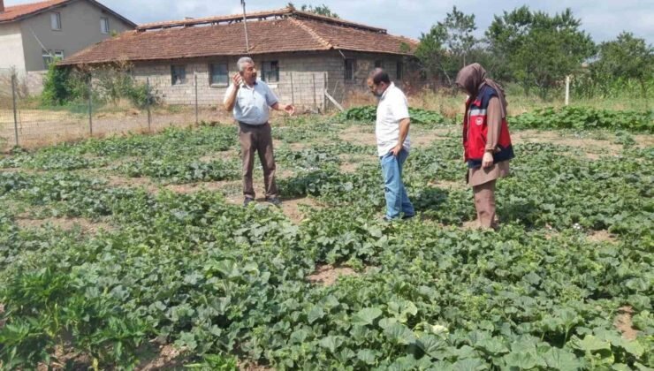 Tavşanlı’da tarım arazileri ve seralarda hastalık kontrolleri sürüyor
