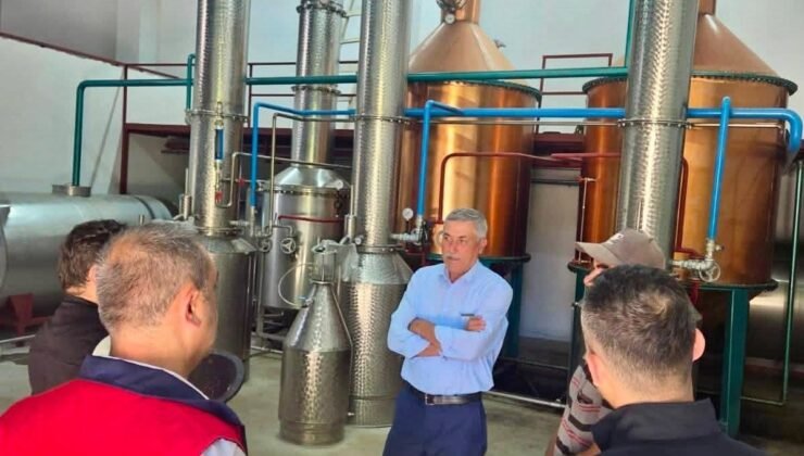 Tıbbi aromatik bitki üretimi için saha çalışmaları sürüyor