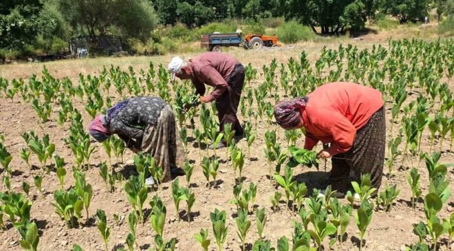 Türkiye’nin kaliteli tütünü tarihe karışıyor
