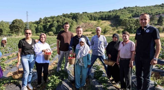 Vali Sözer, huzurevi sakinleriyle çilek hasadı yaptı
