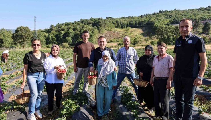 Vali Sözer, huzurevi sakinleriyle çilek hasadı yaptı
