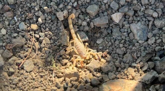 Vişne toplarken akrep sokan şahıs hastaneye kaldırıldı