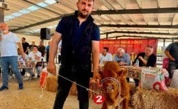 Yılın en güzel buzağısı 40 günlük buzağı oldu