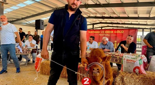 Yılın en güzel buzağısı 40 günlük buzağı oldu