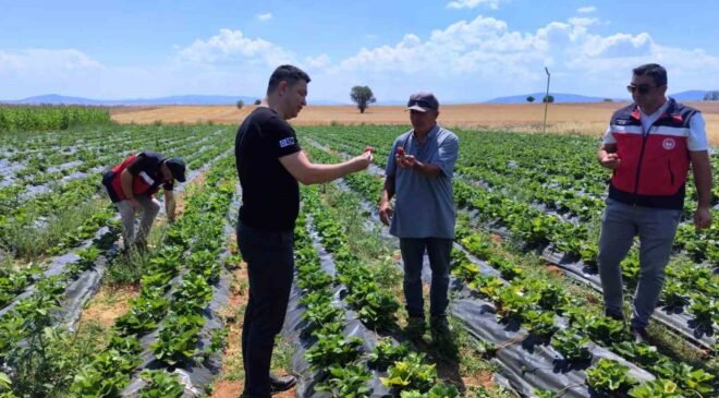 Aslanapa’da çilek ve biber üreticisine ziyaret