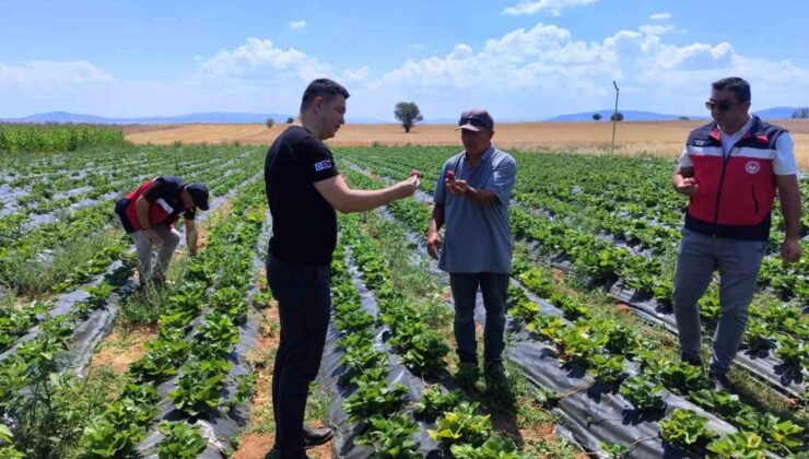 Aslanapa’da çilek ve biber üreticisine ziyaret
