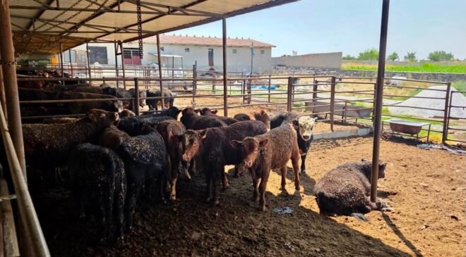 Besilik sığırlara yönelik kontrol ve denetimler sürüyor