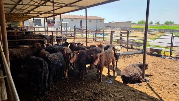 Besilik sığırlara yönelik kontrol ve denetimler sürüyor