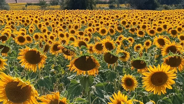 Bilecik sarıya büründü, ayçiçeği tarlaları görenleri hayran bırakıyor
